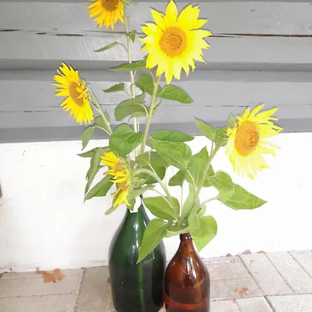 Vila View Laehde Sysmä