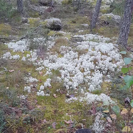 View Laehde * Sysmä