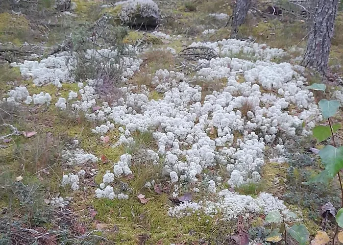 View Laehde * Sysmä